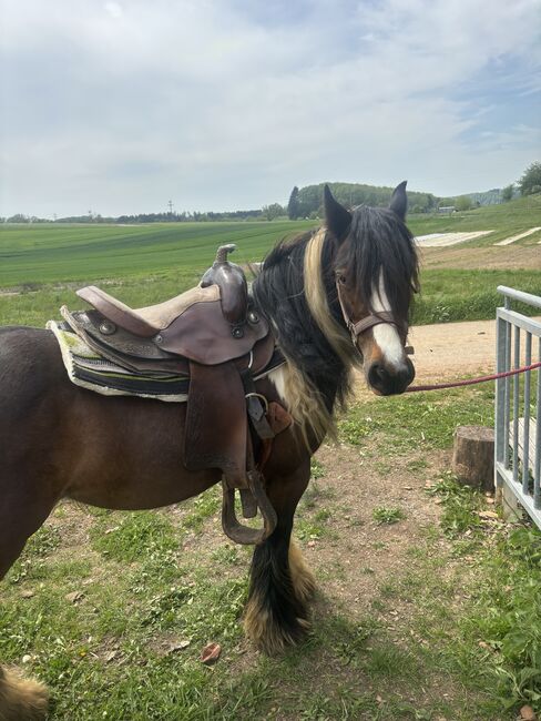 hübsche Tinkerstute 5 Jahre, Ronja Eisenhardt, Horses For Sale, Zell im Wiesental