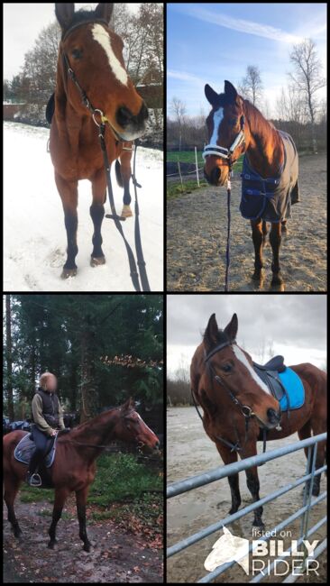 Wunderschöner Trakehner Wallach topfit, Leonie , Horses For Sale, Moordorf , Image 5