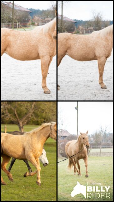 Wunderschöne, vielseitige Quarter Horse Stute zu verkaufen *2014, MA, Horses For Sale, Wolfratshausen, Image 7