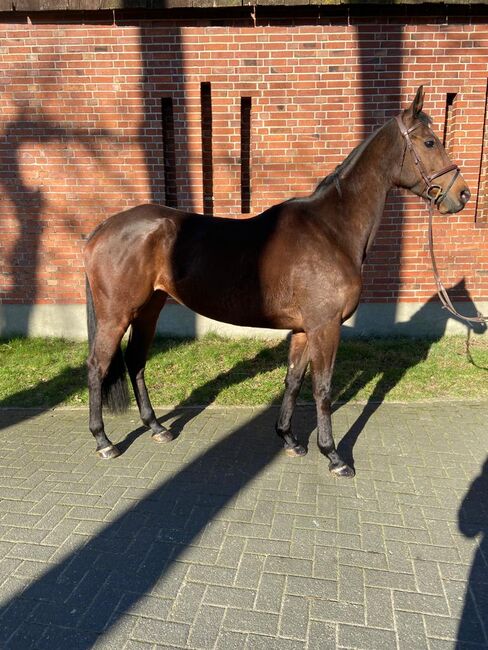 Hübsche Vollblutstute, Paula Wolf, Horses For Sale, Zammerberg, Image 2