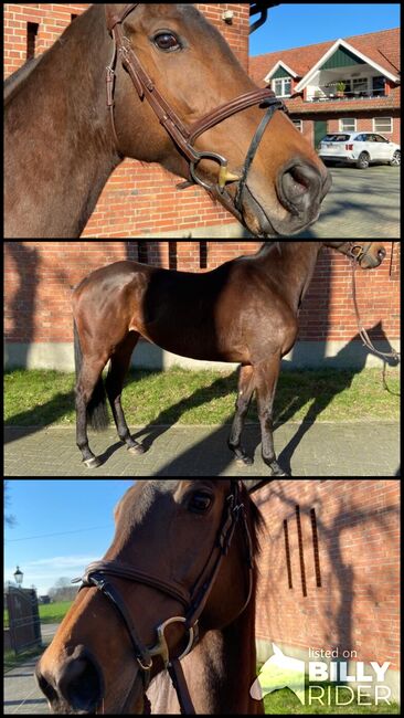 Hübsche Vollblutstute, Paula Wolf, Horses For Sale, Zammerberg, Image 4