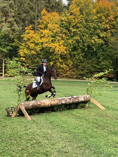 Hübsche Vollblutstute zu Verkaufen, Michael Büttner, Horses For Sale, Weidenberg