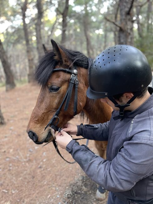 Wunderschöner Vollblut-Pony-Mix Wallach sucht zuhause, Anna, Horses For Sale, Mytilini, Image 4