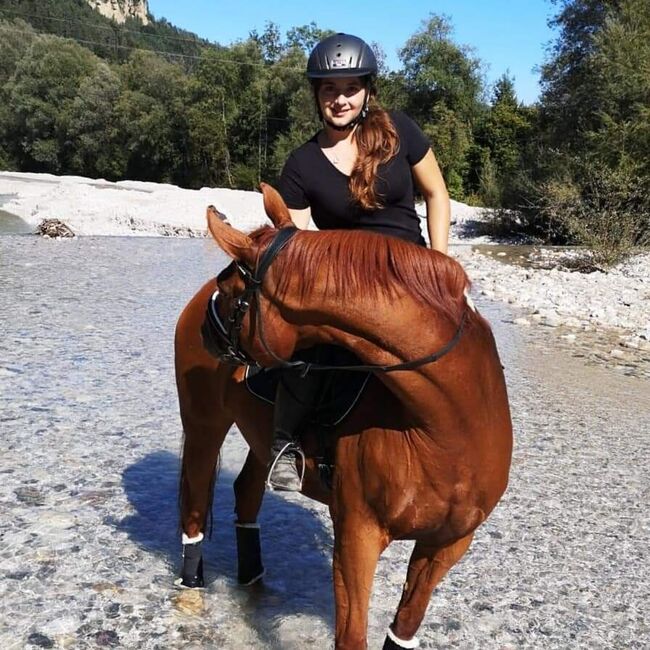 Bildschöne Fuchsstute, Natascha, Horses For Sale, Ferlach , Image 5