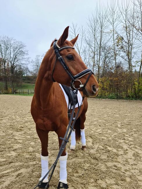 Bildschöne Fuchsstute, Natascha, Horses For Sale, Ferlach , Image 6