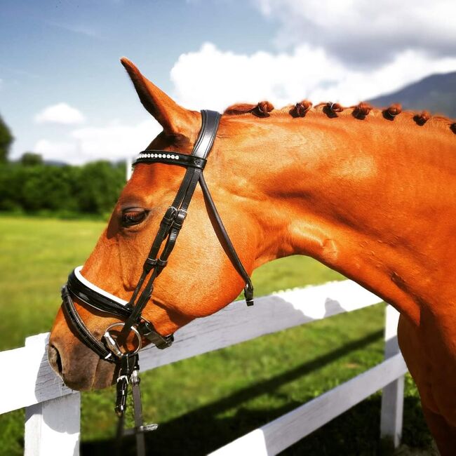 Bildschöne Fuchsstute, Natascha, Horses For Sale, Ferlach , Image 7