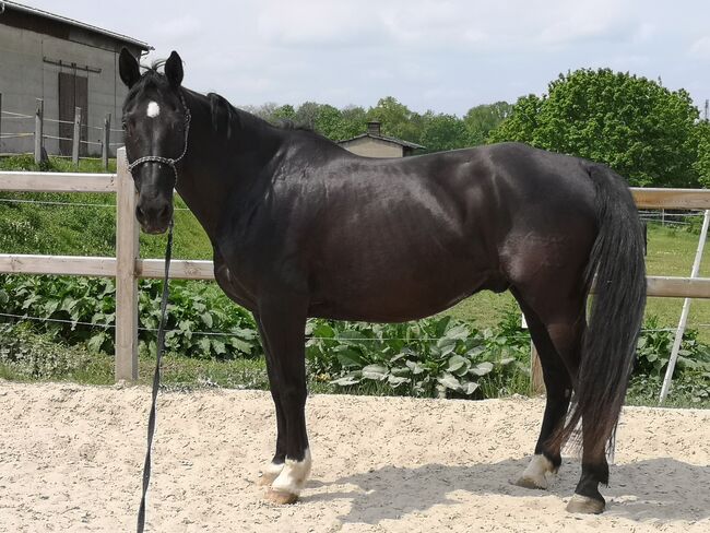 Hübscher, sympathischer Wallach mit viel Herz sucht neues Zuhause, Lang, Horses For Sale, Reichardtswerben