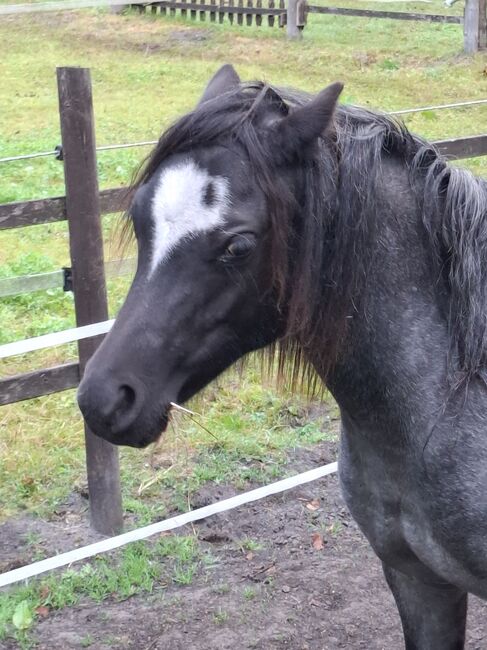Wunderschöne Welsh A Stute, Bianka Hoffmann , Horses For Sale, Apen