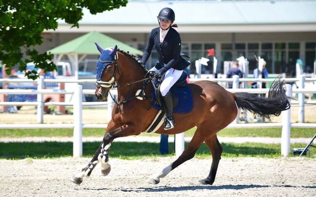 Wunderschöne Westfalen Stute zu verkaufen, Zoe Hackenberg, Horses For Sale, Wien, Floridsdorf, Image 5