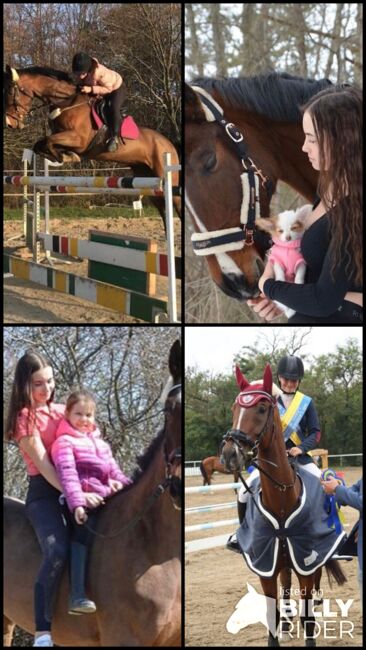 Wunderschöne Westfalen Stute zu verkaufen, Zoe Hackenberg, Horses For Sale, Wien, Floridsdorf, Image 13