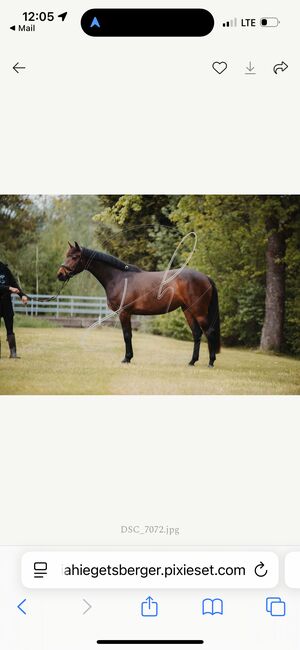 💕Wunderschöne Zangersheide Stute 💕, Anna Bischof, Horses For Sale, Sankt Peter am Kammersberg, Image 3