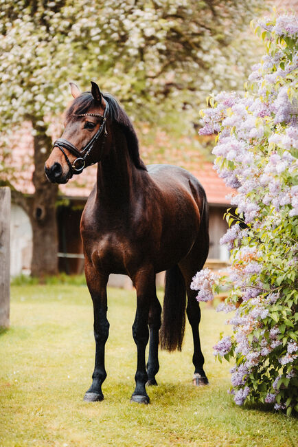 💕Wunderschöne Zangersheide Stute 💕, Anna Bischof, Horses For Sale, Sankt Peter am Kammersberg