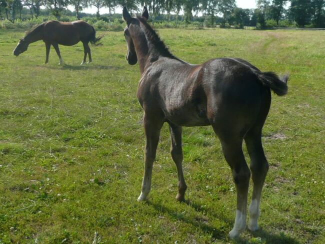 Bildhübscher, schwarzer Quarter Horse Jährling mit top Reining Pedigree, Kerstin Rehbehn (Pferdemarketing Ost), Horses For Sale, Nienburg, Image 3