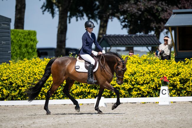 Morante de Marquez, 9 jarige ruin, stoere PRE, Ilona, Konie na sprzedaż, Veldhoven