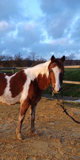 Motivierter Wallach sucht neuen Wirkungskreis, Johanna Hammelmann, Horses For Sale, Ahlen, Image 2