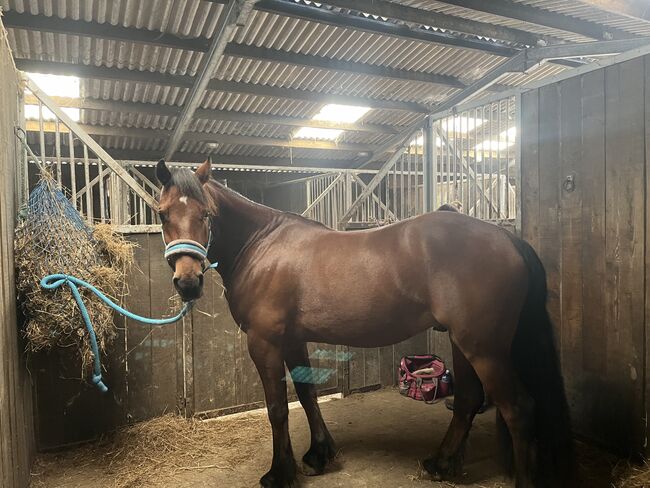 Mrs Nikki Long, Nikki Long, Horses For Sale, St Austell, Image 3