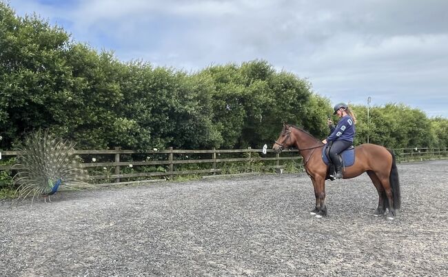 Mrs Nikki Long, Nikki Long, Horses For Sale, St Austell, Image 2