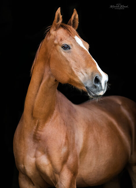 MS Pehokobee, Manuela Schellhorn , Horses For Sale, Jevenstedt , Image 3