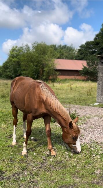 MS Pehokobee, Manuela Schellhorn , Horses For Sale, Jevenstedt , Image 7