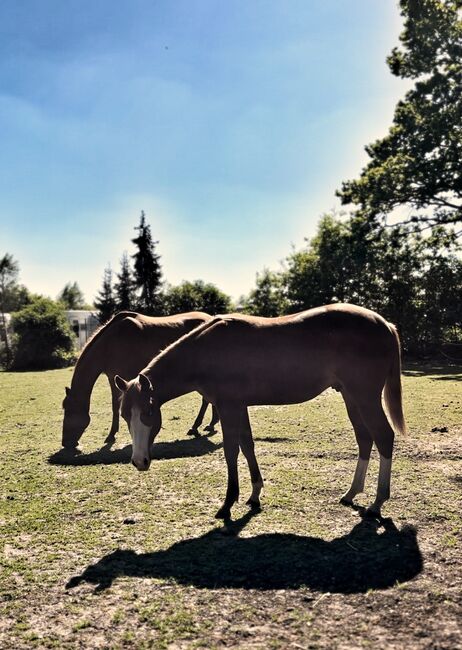 MS Pehokobee, Manuela Schellhorn , Horses For Sale, Jevenstedt , Image 11