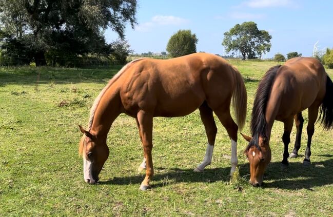 MS Pehokobee, Manuela Schellhorn , Horses For Sale, Jevenstedt , Image 13