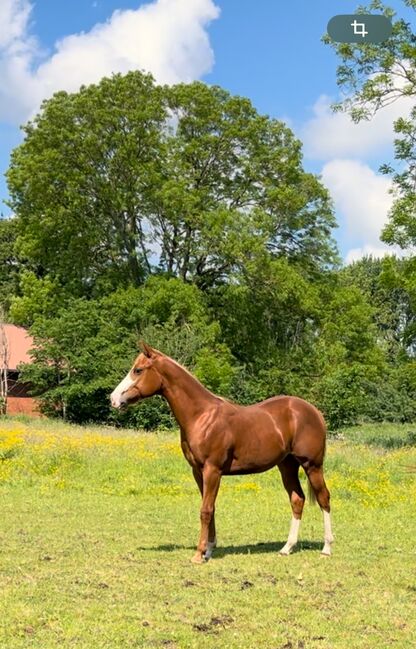 MS Pehokobee, Manuela Schellhorn , Horses For Sale, Jevenstedt , Image 16