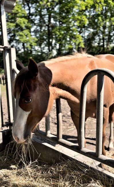 MS Pehokobee, Manuela Schellhorn , Horses For Sale, Jevenstedt , Image 6