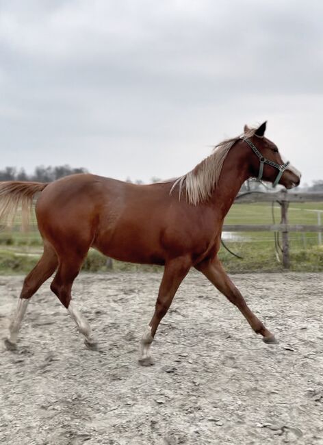 MS Pehokobee, Manuela Schellhorn , Horses For Sale, Jevenstedt , Image 3