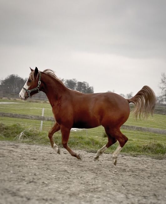 MS Pehokobee, Manuela Schellhorn , Horses For Sale, Jevenstedt 