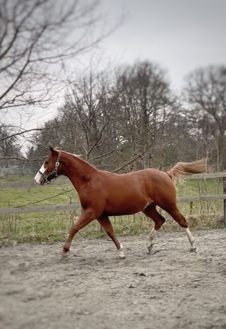 MS Pehokobee nur noch bis Mittwoch!!!, Manuela Schellhorn , Horses For Sale, Jevenstedt , Image 10