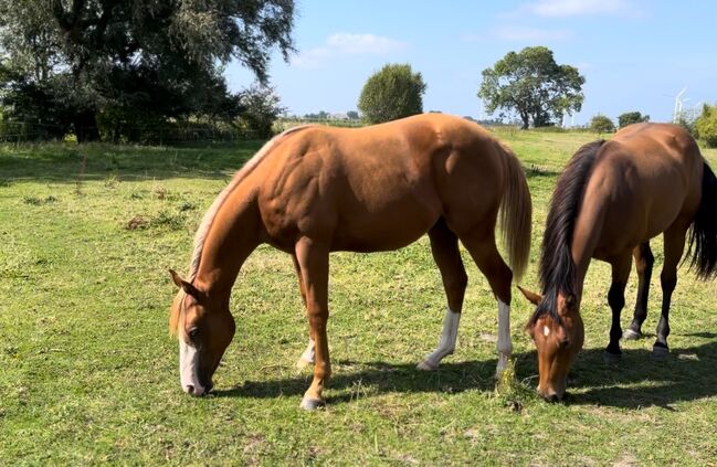 MS Pehokobee nur noch bis Mittwoch!!!, Manuela Schellhorn , Horses For Sale, Jevenstedt , Image 12