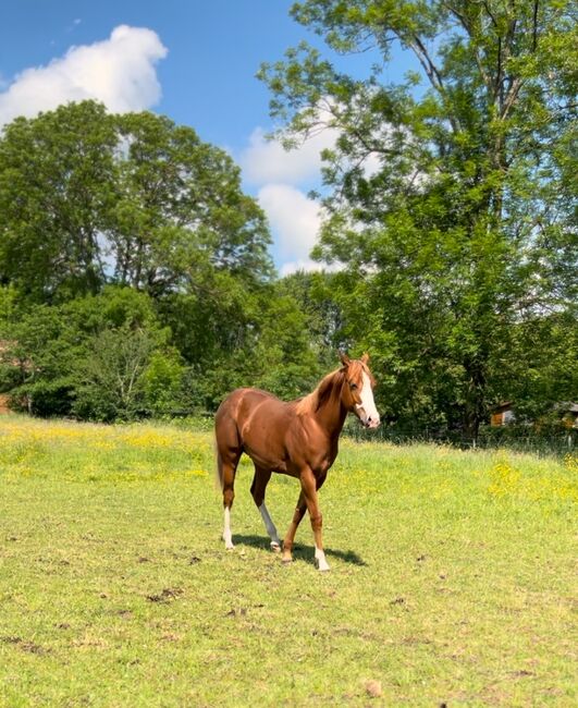 MS Pehokobee nur noch bis Mittwoch!!!, Manuela Schellhorn , Horses For Sale, Jevenstedt , Image 13