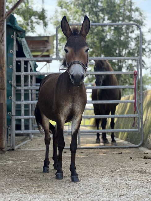 Muli Stute, Luca , Horses For Sale, Gaspoltshofen , Image 3