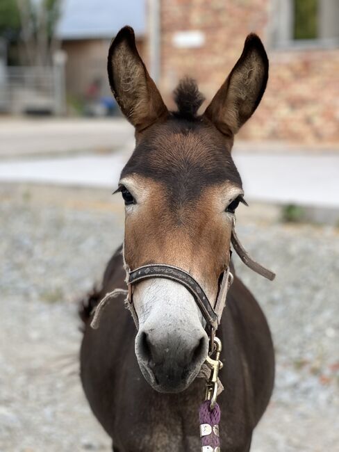 Muli Stute, Luca , Horses For Sale, Gaspoltshofen 