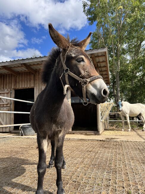 Muli Stute, Luca , Horses For Sale, Gaspoltshofen , Image 2