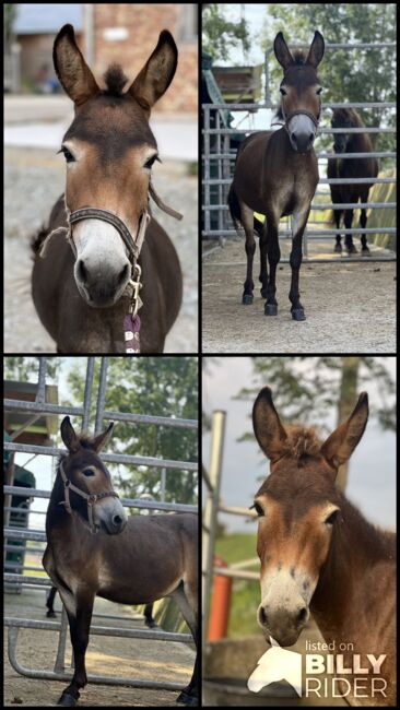 Muli Stute, Luca , Horses For Sale, Gaspoltshofen , Image 8