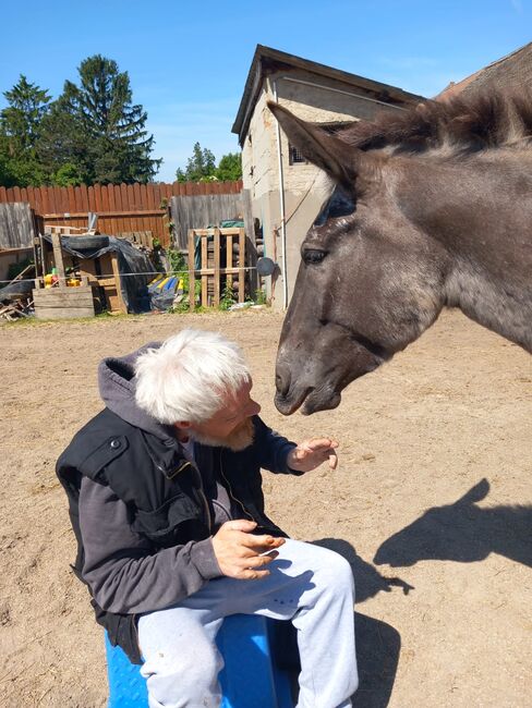 Maultier Theres, Elisabeth Eichinger , Horses For Sale, Wilfleinsdorf, Image 8