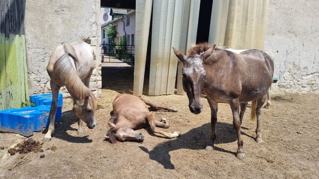 Maultier Theres, Elisabeth Eichinger , Horses For Sale, Wilfleinsdorf, Image 5