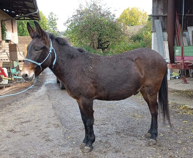 Maultierwallach in Niederösterreich, Gabriele Höss, Horses For Sale, St. Ulrich, Image 2