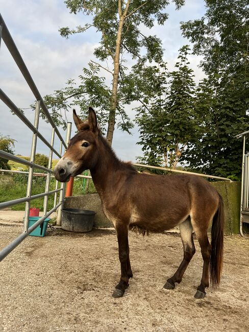 Muli Stute, Luca , Pferd kaufen, Gaspoltshofen , Abbildung 7