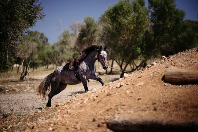 Murgesenmix Stute farbwechsler, Birgit, Horses For Sale, Mallorca/ Son Carrio, Image 2