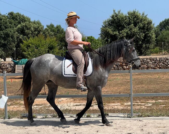 Murgesenmix Stute farbwechsler, Birgit, Horses For Sale, Mallorca/ Son Carrio, Image 5