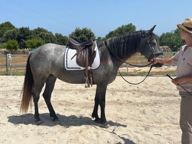 Murgesenmix Stute farbwechsler, Birgit, Horses For Sale, Mallorca/ Son Carrio, Image 3