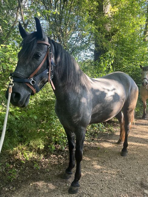 Murgesenmix Stute, Tanja, Horses For Sale, Nohfelden, Image 3