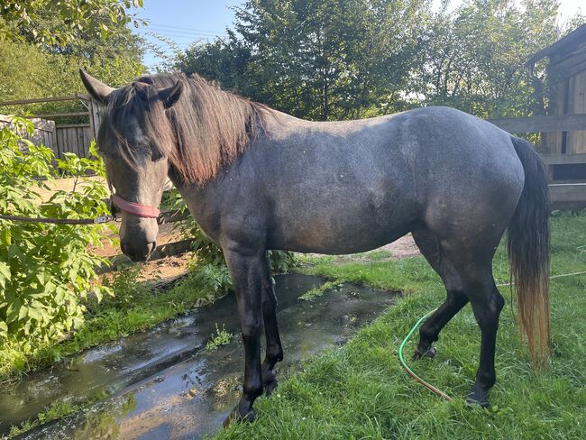 Murgesenmix Stute, Tanja, Horses For Sale, Nohfelden, Image 5