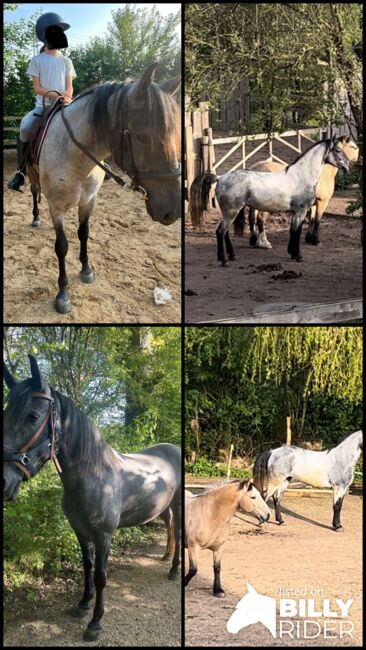 Murgesenmix Stute, Tanja, Horses For Sale, Nohfelden, Image 9