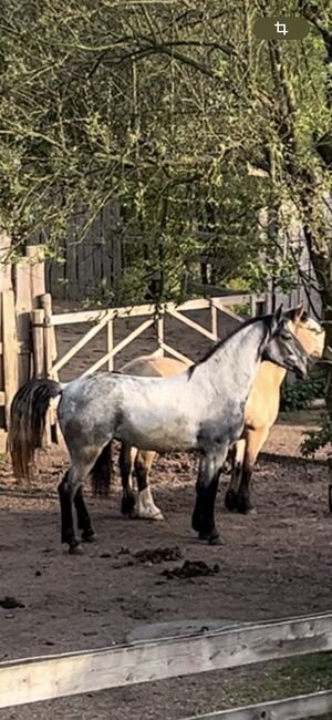 Murgesenmix Stute, Tanja, Horses For Sale, Nohfelden, Image 2