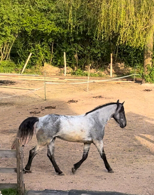 Murgesenmix Stute, Tanja, Horses For Sale, Nohfelden, Image 7