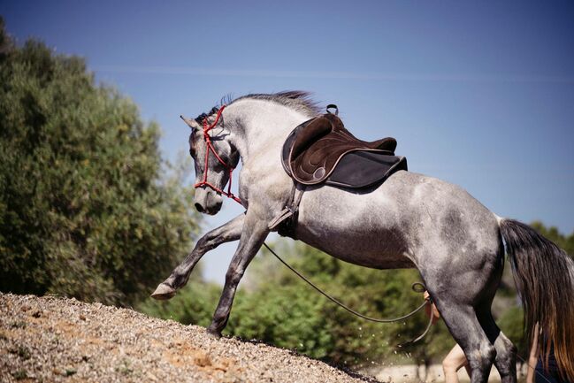 Murgesenmix Stute farbwechsler, Birgit, Horses For Sale, Mallorca/ Son Carrio