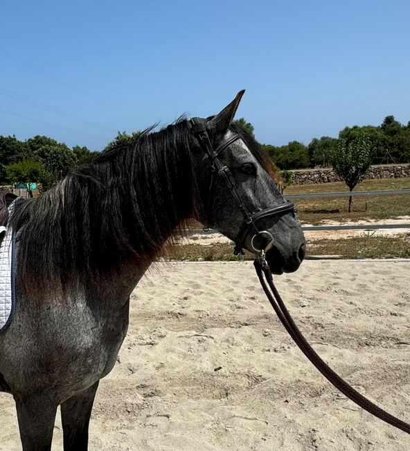 Murgesenmix Stute farbwechsler, Birgit, Horses For Sale, Mallorca/ Son Carrio, Image 4